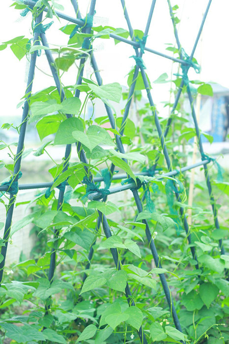 Spojka pro tyčky k rostlinám 11mm